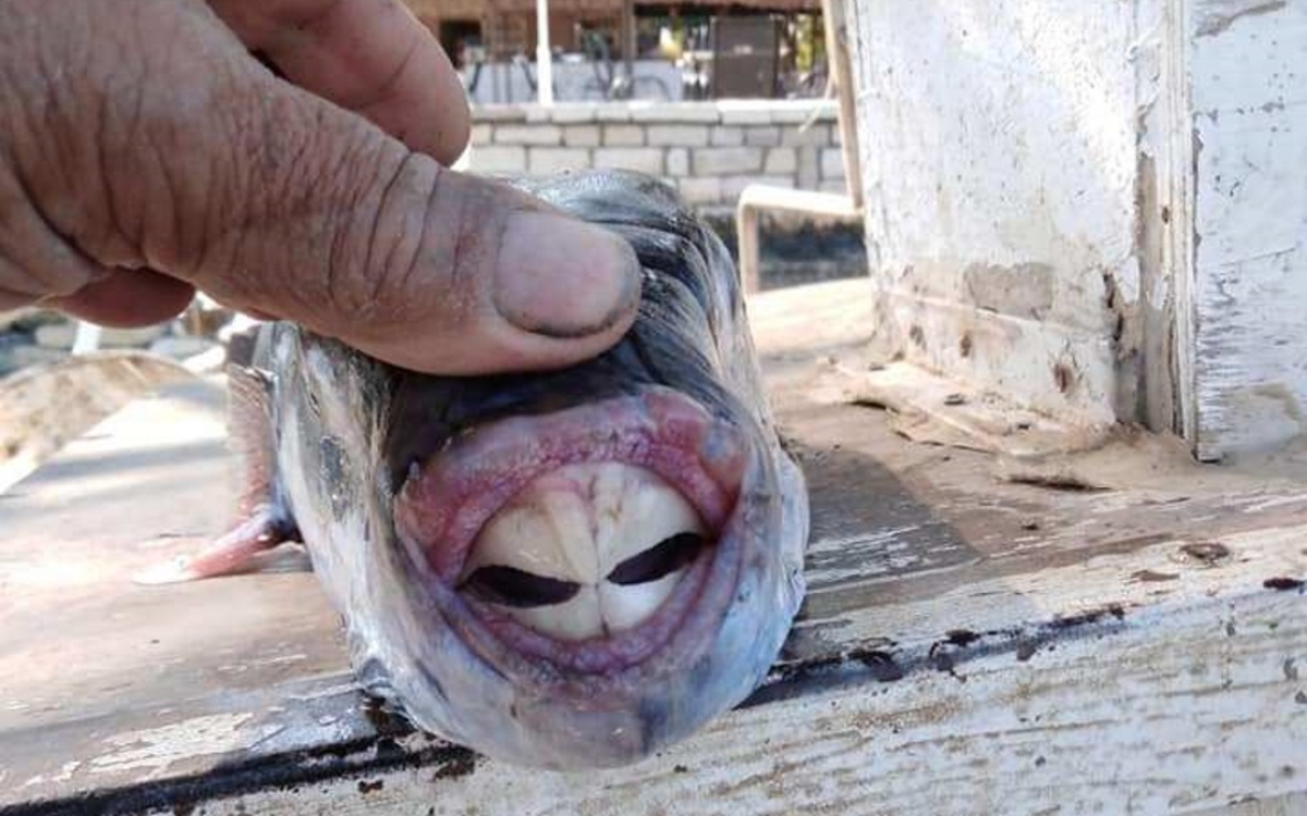 Τρόμος με τους λαγοκέφαλους: «Τρώνε δάχτυλο με ένα μόνο δάγκωμα» τονίζει έμπειρος ψαράς