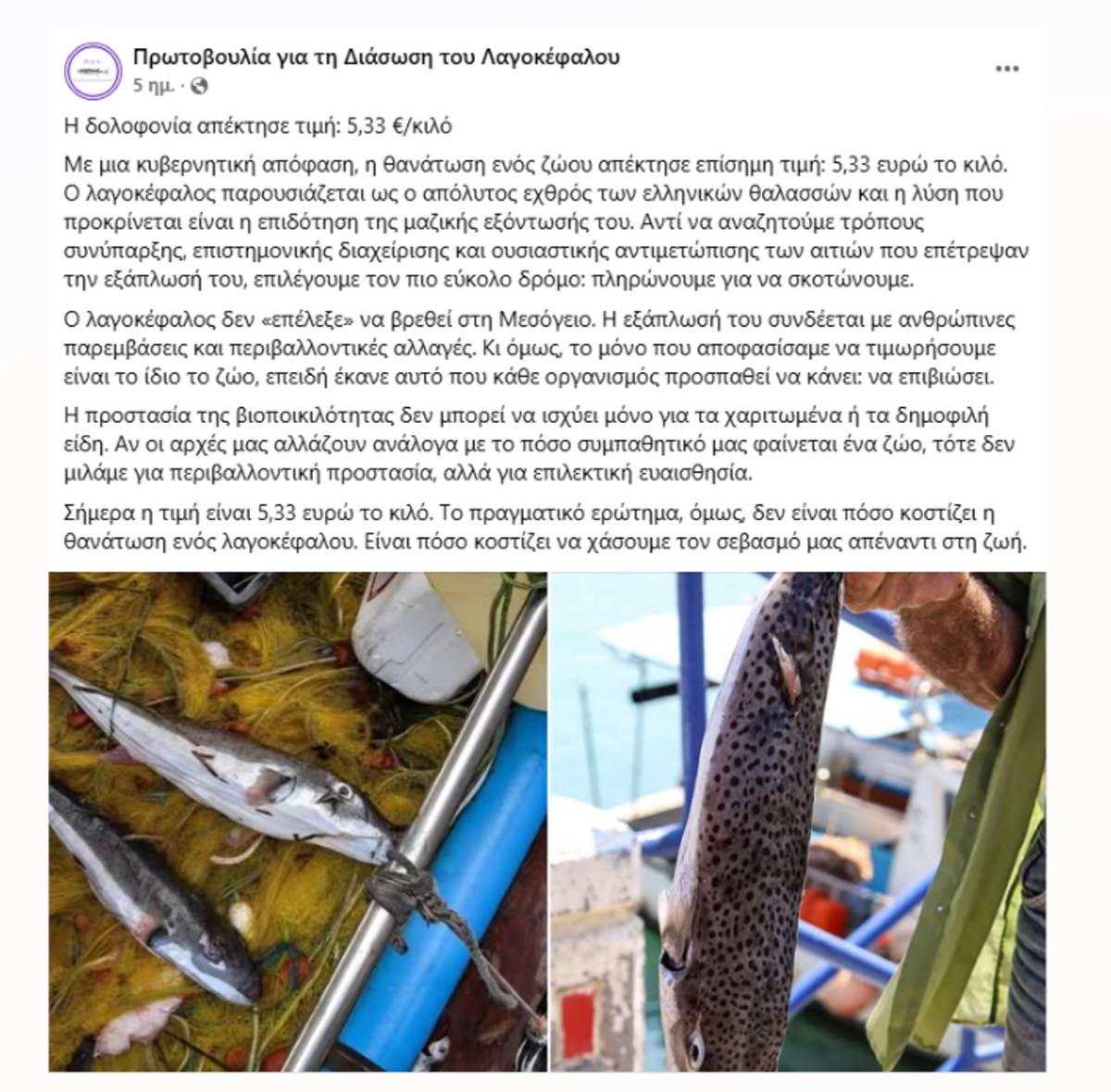 «Μην σκοτώνετε τον λαγοκέφαλο»: Η πρωτοβουλία για τη διάσωσή του που έχει ξεσηκώσει θύελλα αντιδράσεων