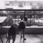 Προσοχή: Παράνομο να έχετε το σκυλί σε μπαλκόνι και λήψη ασφαλιστικών μέτρων κατά των ιδιοκτητών